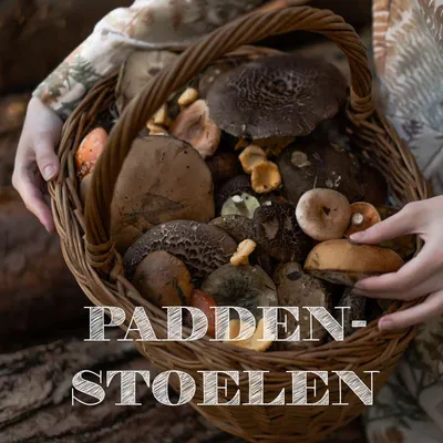 Paddenstoel extracten bij Groen & Gezond